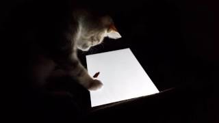 mouse cat app review screenshot 4