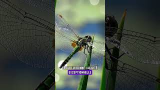 #documentaire #Nature #ParticulariteNature #libelule #insect