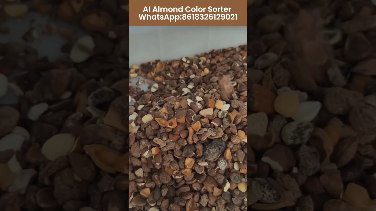 Almond Sorting Machine 