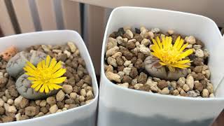 Lithops cross-pollination