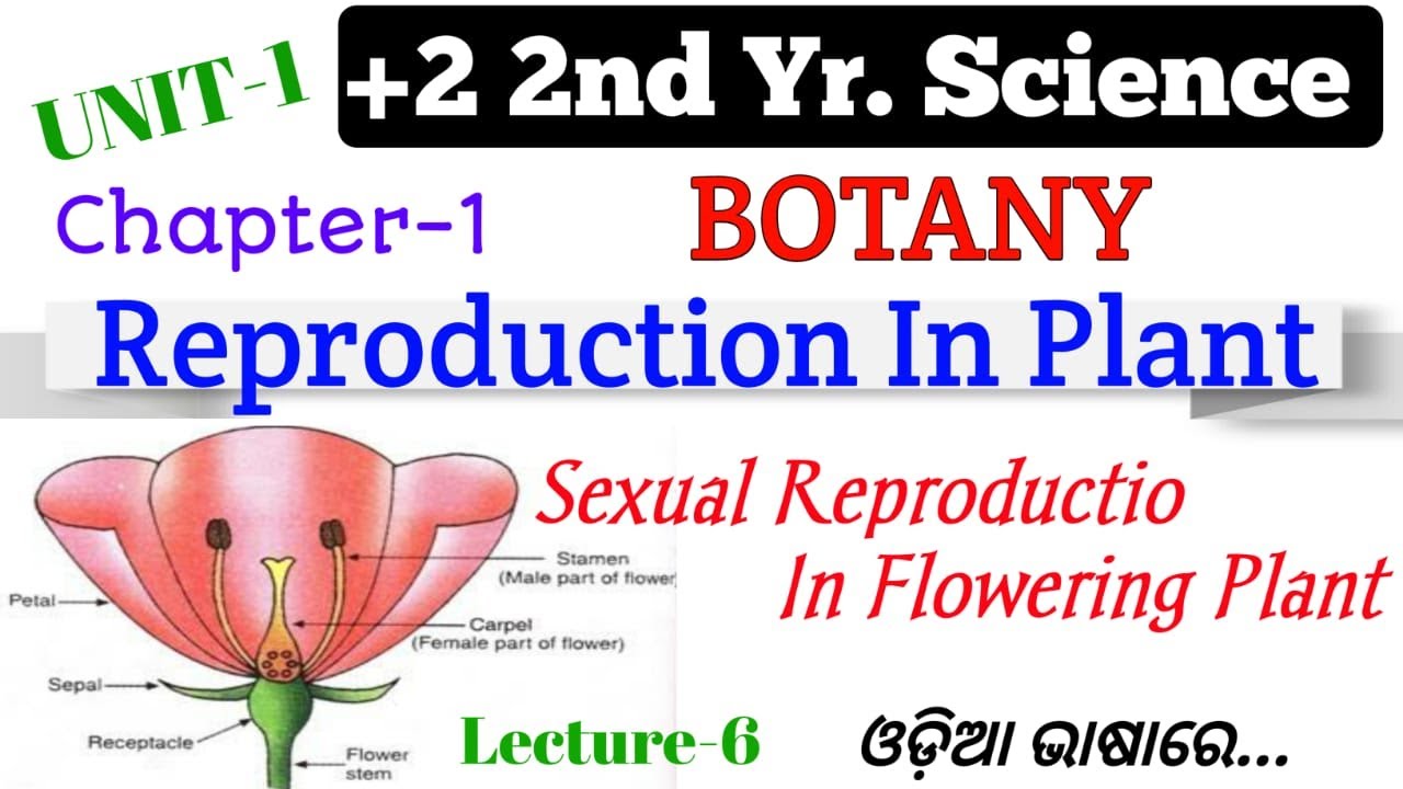 Sexual Reproduction in Flowering Plant in Odia || Class 12 Botany || Unit 1  - YouTube
