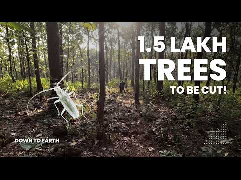 Why is Madhya Pradesh cutting 1,50,000+ trees? | Sal Borer Outbreak | Trap Tree Method | DTE News