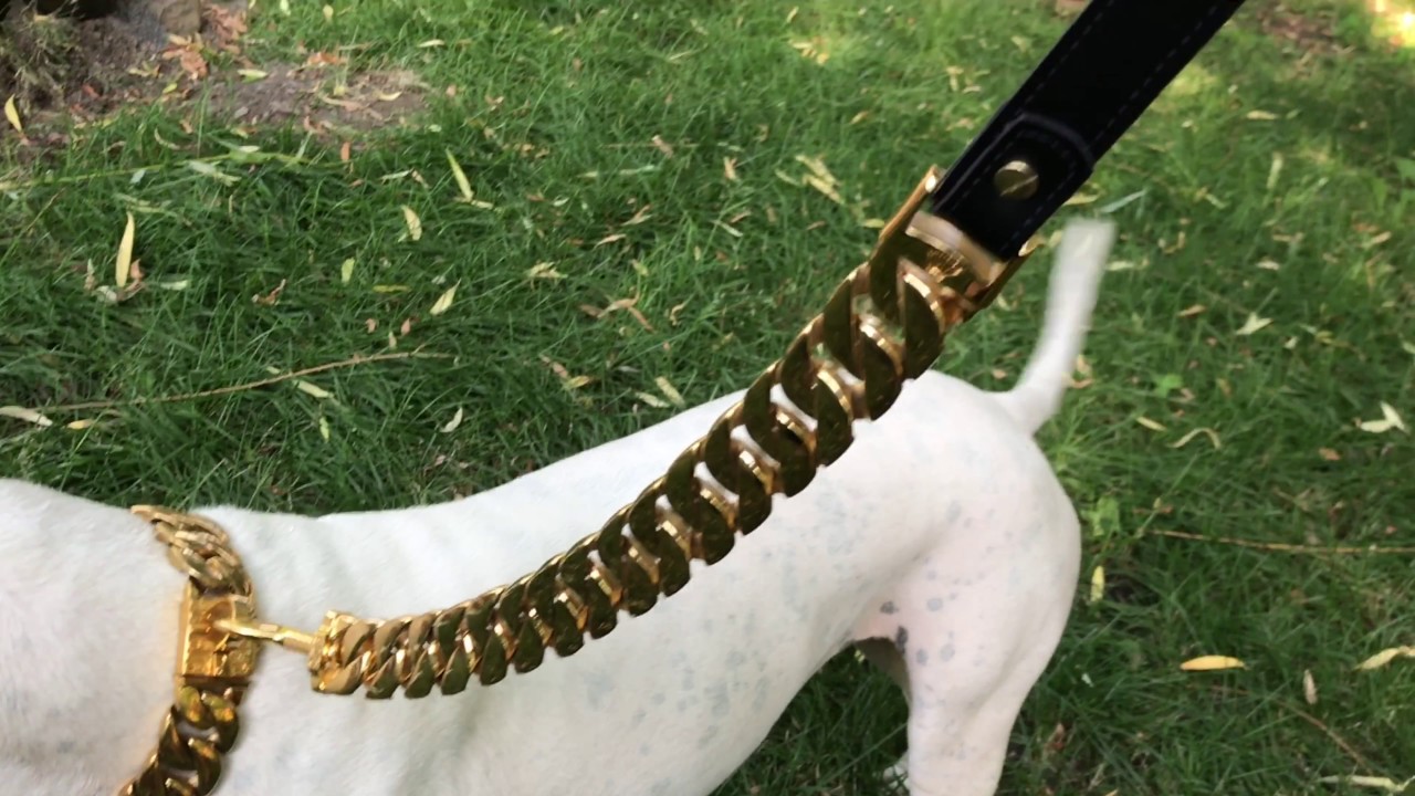 Big Dog Chains The Kilo Dog Collar, Gold, 21.5-in