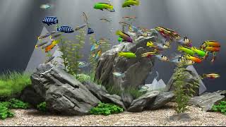 Relaxing Aquarium Fish Tank 132