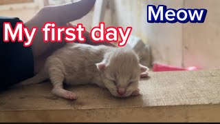 My cat had a birth. Many new and cute kittens  were born.