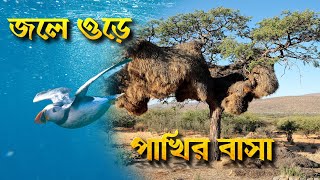 যে পাখি জলে ওড়ে, বাঁচে ১০০ বছর,বাসা বানায় ৩ টন ওজনের। পাখিদের অদ্ভুত মজার তথ্য।