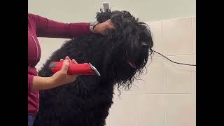 Black Terrier Grooming