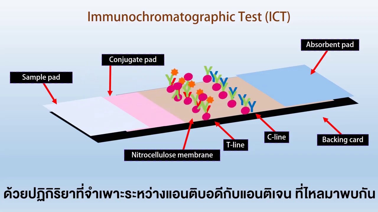 Immunochromatographic Test ICT Technology YouTube Immunochromatographic Test ICT Technology YouTube