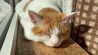 おはようございます#猫のいる暮らし #猫のいる生活 #cat #catlover #ねこ #ねこのいる生活 #cutecat #保護猫 #cuteanimal