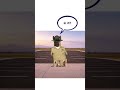 What it's like working in an army? Explained by doggie #army #doganimation #adayinthelife