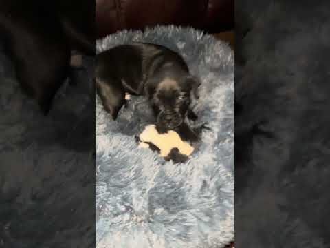 New puppy Patterpug playing with toy panda