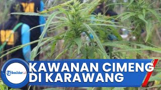 Kawanan Cimeng Lintas Sumatera-Jawa Terjaring, Bnn Karawang Sita 26 Kg