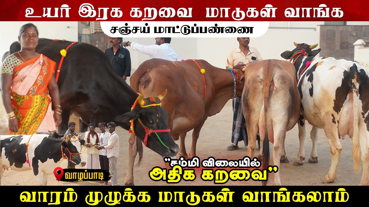 25 லிட்டர் முதல் 30 லிட்டர் வரை | யாரும் தரமுடியாத விலையில் அதிக கறவை மாடுகள் #farmingbusiness