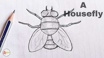 How to Draw a Housefly step by step [Tutorial]