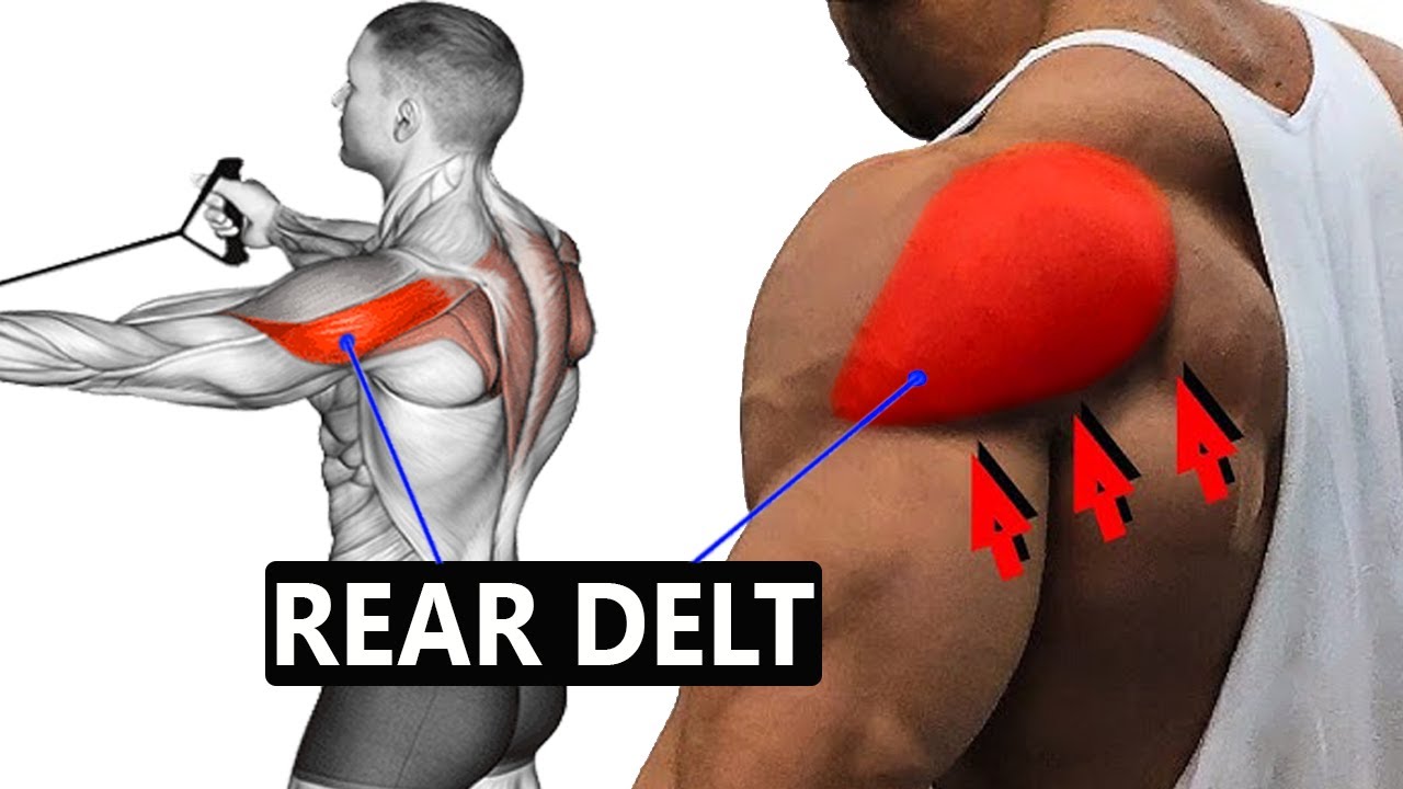 The Ultimate Guide to Developing Your Posterior Delts | REAR DELT ...