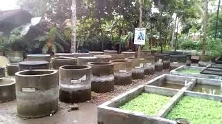 Suwandi Produsen Bibit Ikan Gabus 400.000 -500.000 Ekor. Bulan.