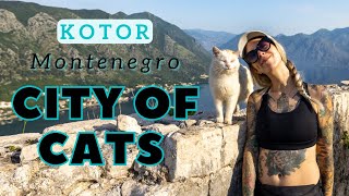 Kotor: A City of Cats in Montenegro!