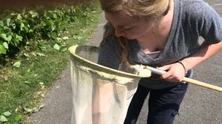 UT graduate student explains kudzu bugs
