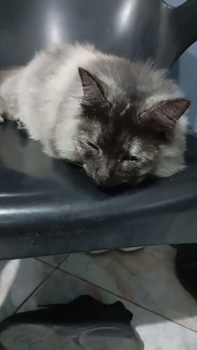 Tidur dulu ah capek Dari pagi pura2 bahagia #kucinganggoralucudanimut #funnyanimal