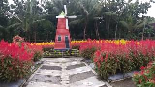 Taman Bunga Celosia Di Jawa Tengah