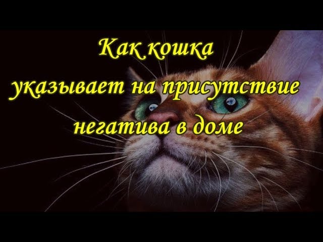 КАК КОШКА УКАЗЫВАЕТ НА ПРИСУТСТВИЕ НЕГАТИВА В ДОМЕ   The cat and the evil spirit