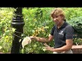 Smithsonian Gardens - Aristolochia grandiflora (Pelican Flower)