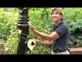 Smithsonian Gardens - Aristolochia grandiflora (Pelican Flower)