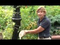 Understanding the Dutchman's Pipe