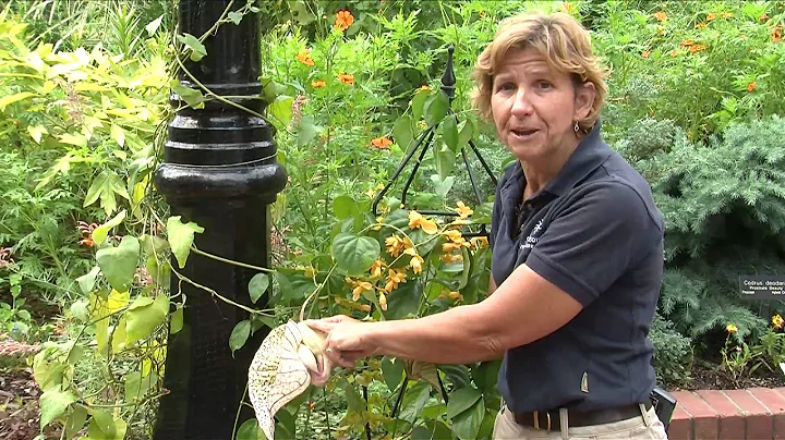 Smithsonian Gardens - Aristolochia grandiflora (Pe...