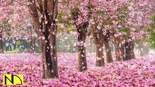 기분 좋아지는 밝은 음악 모음 💖 스트레스 해소음악, 산뜻한 피아노 연주곡, 기분전환, 경쾌한 감성 피아노곡, 잠깨는 공부음악,독서,휴식,릴렉스 ♬ 기분좋은 힐링음악 10시간