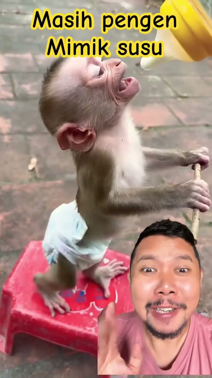 BABY MONKEY SO CUTE!!?? #monkey #animals #babymonkey #cute #shortsfeed #funny