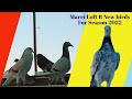 Mubarak khan  homing pigeons  racing pigeon  pakistan racing pigeons  pets valley  racer pigeon