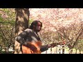Duane forrest  cherry blossoms  official