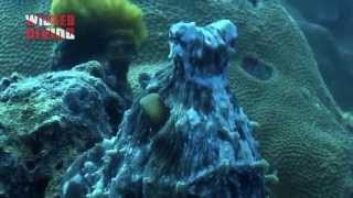 Similan Diving: an Amazing Octopus