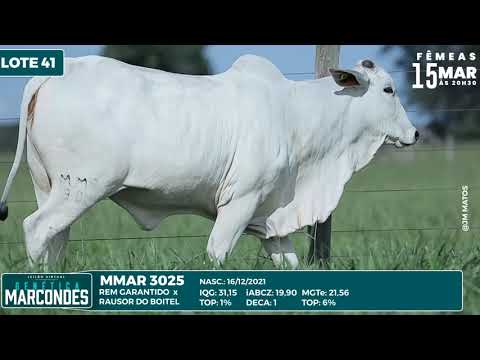 LOTE 41   MMAR 3025