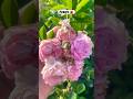Flowers 🌺 #funny #crushingtime #asmr #satisfying #experiment #gadgests #viral #shorts