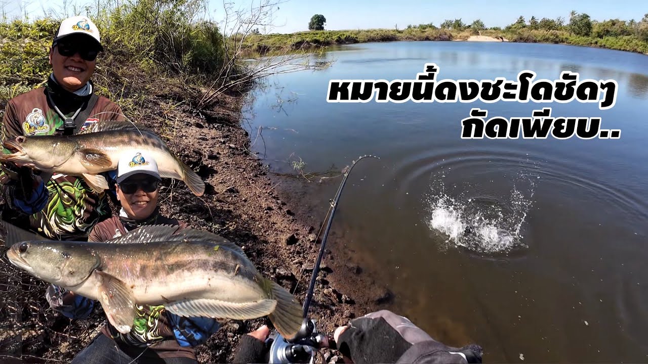 ดงชะโดชัดๆ กัดเพียบ.. โดนทั้งช่อน ทั้งชะโด.. เหยื่อปลายางทาโร่ หนูยางแคระ 