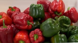 Corte de pimentones en cubos. El Chef Jimmy's Cuisine
