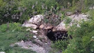 Kickapoo Caverns State Park Bat Cave Slow-mo
