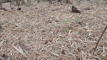 cứ thế mà quay đầu về rừng,,gà không háo sắc là được thoát (bẫy gà rừng).. bẫy gà rừng mới nhất năm