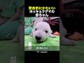 致命的にかわいいホッキョクグマの赤ちゃん