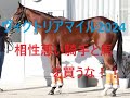 ヴィクトリアマイル 2024 モレイラVSルメール 武豊はナミュールと合わない？鍵を握るポイントと意外な馬