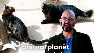 These Cats Need Space! | My Cat From Hell | Animal Planet