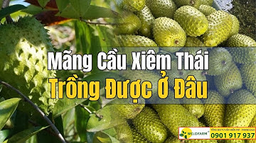 Mãng Cầu Xiêm Thái thì trồng được ở đâu