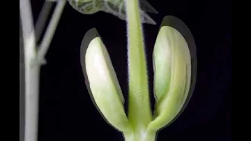 Quali sono le piante con radice Fascicolata?