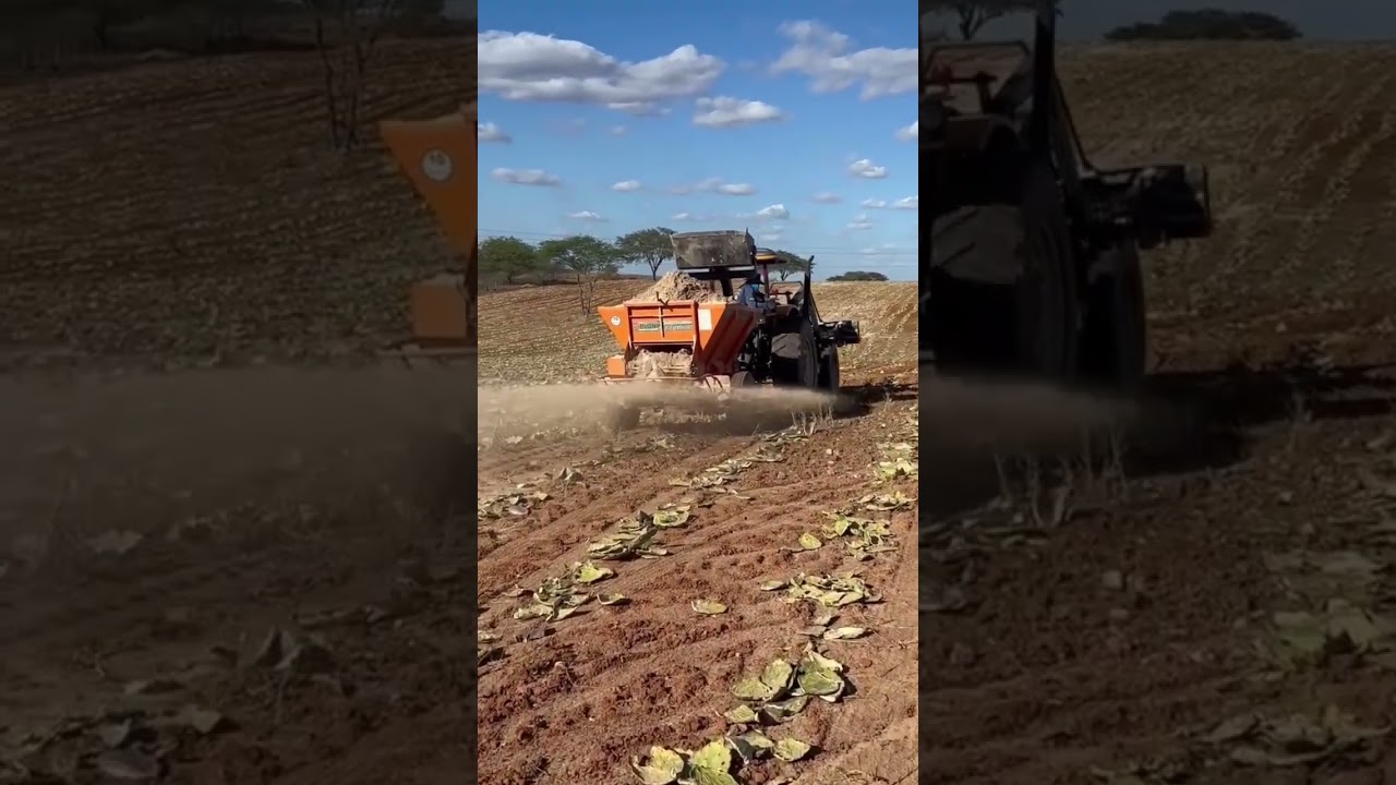 Vejam o Palmal da Fazenda Carnaúba plantado no mês de Outubro de 2025 e agora no mês de maio de 2026