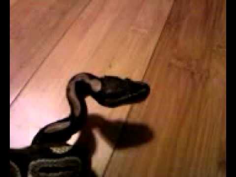 bieber animal Samuel Yawning