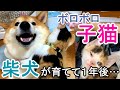 ボロボロの子猫を柴犬が育てた１年間の記録