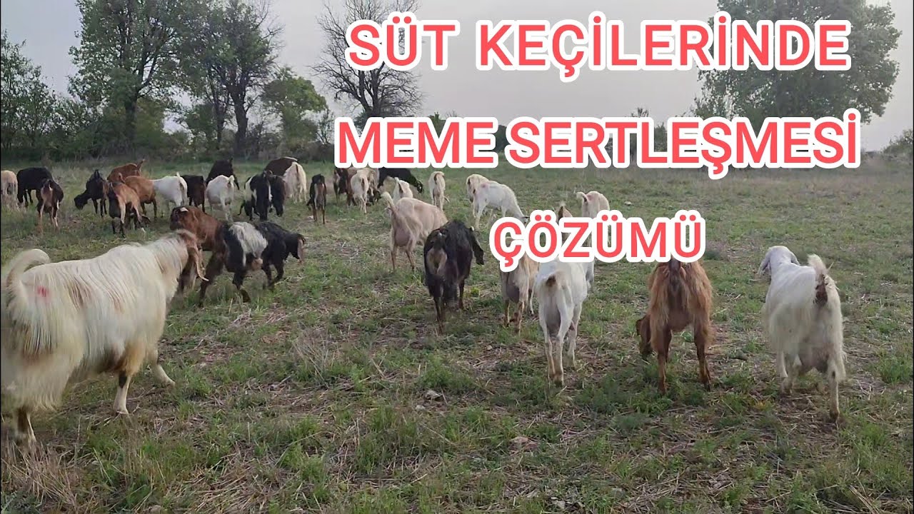 Süt Keçilerinde Meme Bozulması & Sertleşmesi Tedavisi & Çözümü