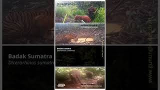 Satwa Langka Di Lindungi (Gunung Leuser)